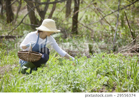 Wild vegetable yield Wild vegetable yield 29556374