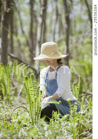 Wild vegetable yield 29556384