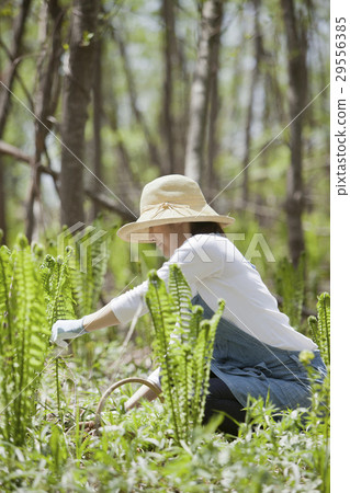 Wild vegetable yield 29556385