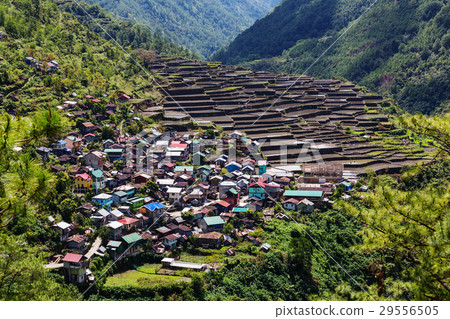 Rice terraces 29556505