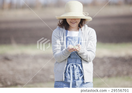 Household vegetable garden soy Household vegetable garden soy 29556701