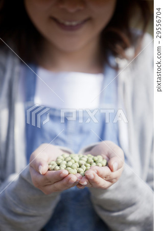 Household vegetable garden soy Household vegetable garden soy 29556704