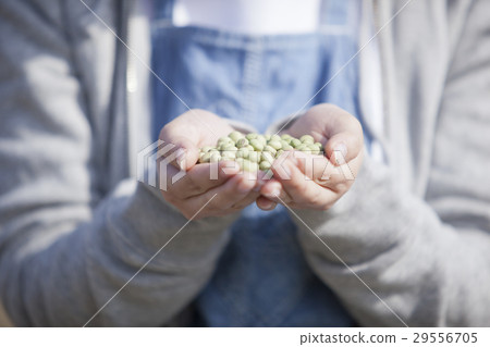 家庭菜園大豆 家庭菜園大豆 29556705