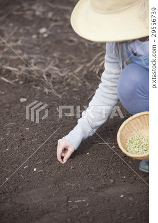 Seedling Soybeans Seedling Soybeans 29556739