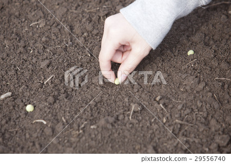 Seedling Soybeans Seedling Soybeans 29556740