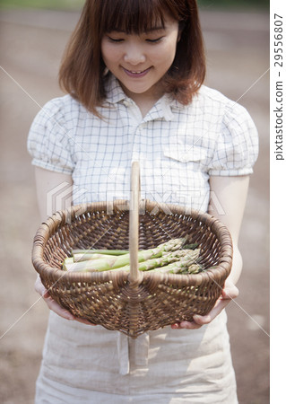 蘆筍和雌性 29556807