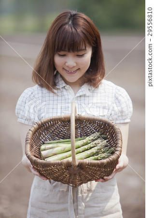 蘆筍和雌性 29556810