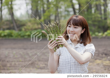 蘆筍和雌性 蘆筍和雌性 29556824