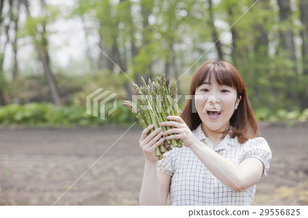 蘆筍和雌性 蘆筍和雌性 29556825