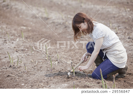 收穫蘆筍的婦女 29556847