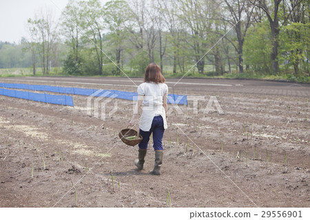 收穫蘆筍的婦女 29556901