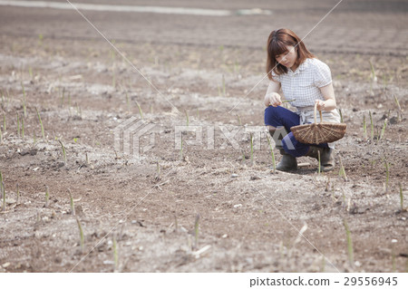 A woman harvesting asparagus 29556945