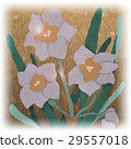 Narcissus Narcissus 29557018