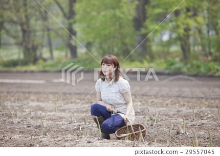 A woman harvesting asparagus A woman harvesting asparagus 29557045