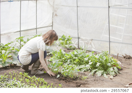 Agriculture girls 29557067