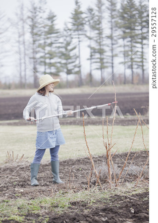 A woman pruning 29557128