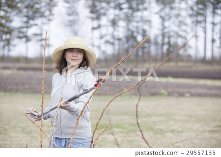 一個女人修剪 29557135