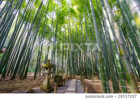 Bamboo grove Bamboo grove 29557207