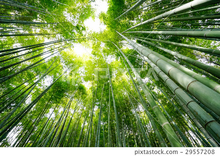 I look up at the bamboo grove I look up at the bamboo grove 29557208
