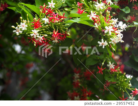 Chinese honey Suckle flower, Rangoon creeper Chinese honey Suckle flower, Rangoon creeper 29557452