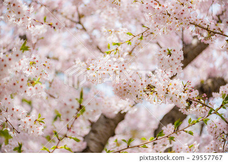 櫻桃樹 29557767