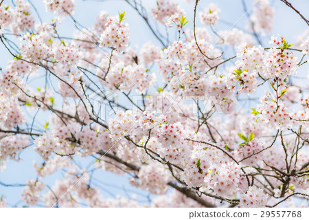 櫻桃樹 29557768