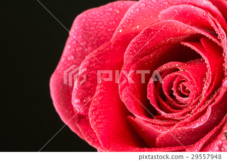 Closeup single red rose with drops of dew Closeup single red rose with drops of dew 29557948