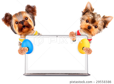 Funny dogs with easter eggs and laptop 29558386