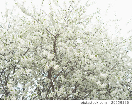 Tree brunch with white spring blossoms 29559326