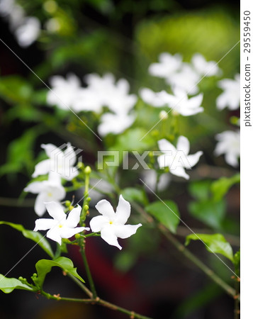 white Gerdenia Crape Jasmine, white flowers  29559450