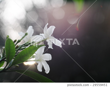 white Gerdenia Crape Jasmine, white flowers  29559451