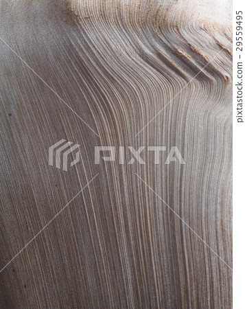 sheath covering the inflorescence of areca palm 29559495