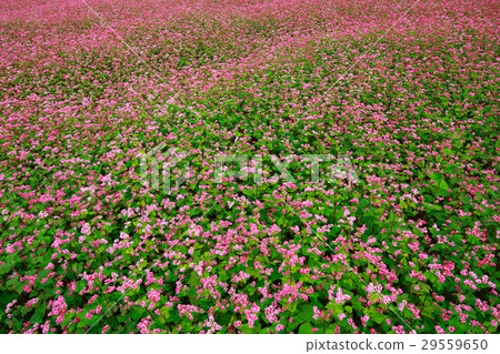 Red flower flowers Red flower flowers 29559650