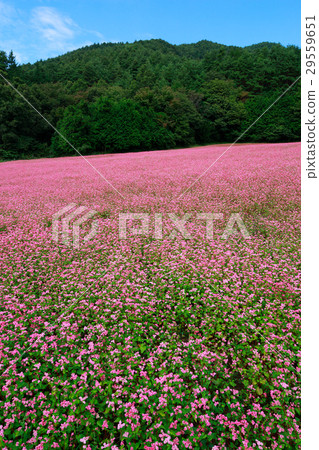 紅色的花朵 紅色的花朵 29559651