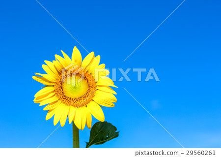 beautiful sunflower over the beautiful blue sky beautiful sunflower over the beautiful blue sky 29560261