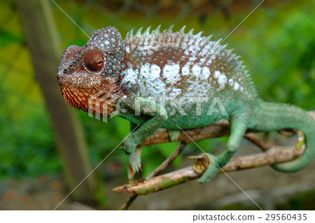chameleon 29560435