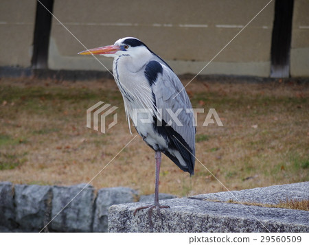 Aoshagi (photographed in Kyoto, Toji) 29560509