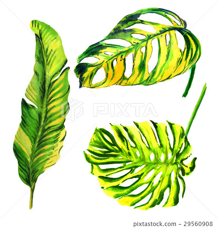 Tropical Hawaii leaves palm tree in a watercolor 29560908