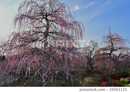 Dangling plum 29561125