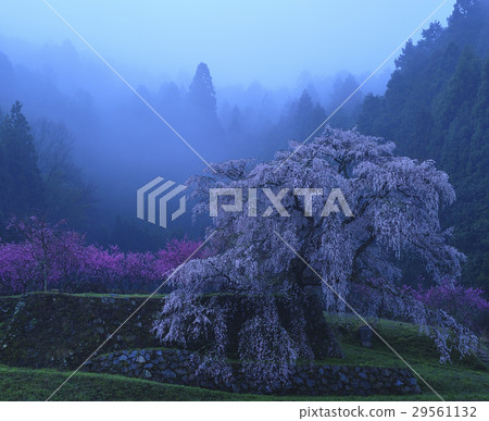 Asan fog and Ryozu Maki 29561132