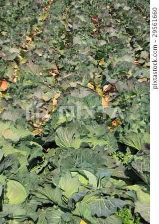 Cabbage field 29561660