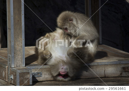 Japanese macaques lying on their backs Japanese macaques lying on their backs 29561661