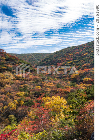 Adachi Tarama ③ 29561990