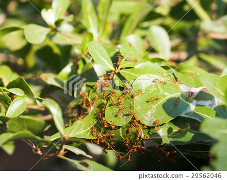 some aggressive red ants running around a nest 29562046