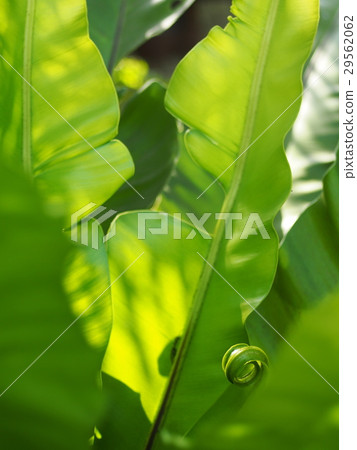 green leaves of tropical plants, bird's nest fern green leaves of tropical plants, bird's nest fern 29562062