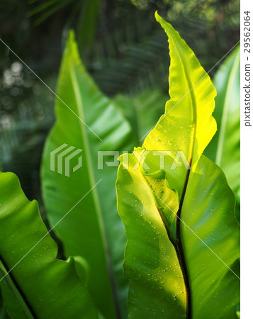 green leaves of tropical plants, bird's nest fern green leaves of tropical plants, bird's nest fern 29562064
