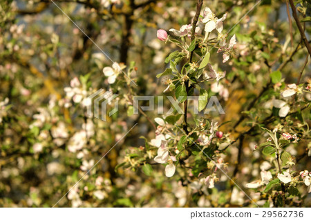 Apple tree's flowers blossom and blooming on a Apple tree's flowers blossom and blooming on a 29562736