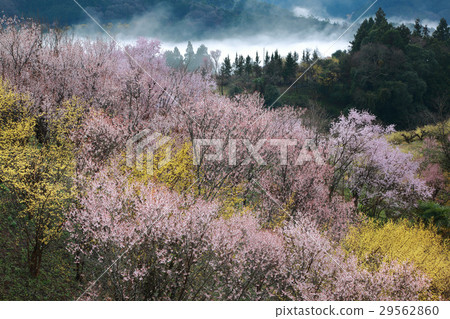 晨霧和櫻桃碼頭 29562860