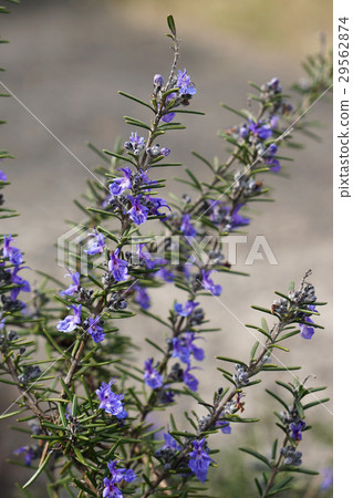 Flower full of mackerel rosemary (freely growing) -2 29562874