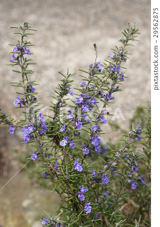 花滿蠟質迷迭香（自由延伸）-3 29562875